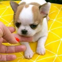 Chihuahua Puppies for sale in Oklahoma City, Oklahoma. price: $400