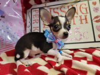 Chihuahua Puppies for sale in Cheyenne, Wyoming. price: $500