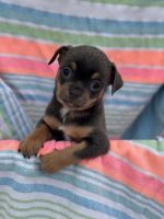 Chihuahua Puppies for sale in Milwaukee, Wisconsin. price: $500