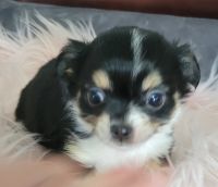 Chihuahua Puppies for sale in Zanesville, OH 43701, USA. price: $2,000