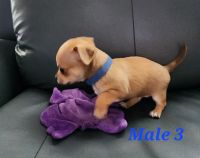 Chihuahua Puppies for sale in Slidell, Louisiana. price: $1,500