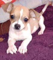 Chihuahua Puppies for sale in Townville, SC 29689, USA. price: NA