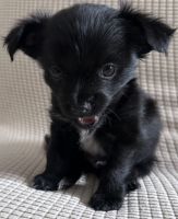 Chihuahua Puppies for sale in Brooklyn, New York. price: $950