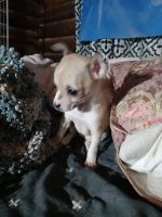 Chihuahua Puppies for sale in Marysville, Washington. price: NA