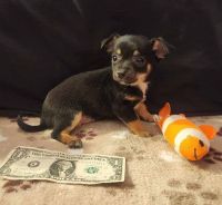 Chihuahua Puppies for sale in Los Angeles, California. price: $500