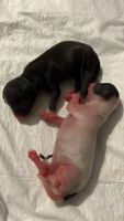 Chihuahua Puppies for sale in Webster, MA 01570, USA. price: $1,000