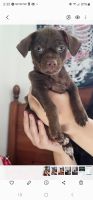 Chihuahua Puppies for sale in American Fork, Utah. price: NA