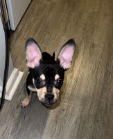 Chihuahua Puppies for sale in Indianapolis, Indiana. price: $250