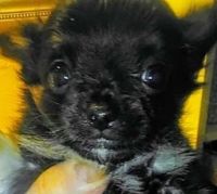 Chihuahua Puppies for sale in Shippensburg, Pennsylvania. price: $1,000