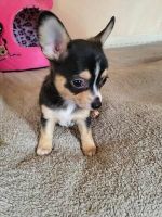 Chihuahua Puppies for sale in Detroit, Michigan. price: $450