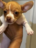 Chihuahua Puppies for sale in Clarkston, Georgia. price: $250