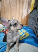 Chihuahua Puppies for sale in Stevens Point, Wisconsin. price: $700