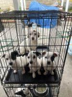 Chihuahua Puppies for sale in Covina, California. price: NA