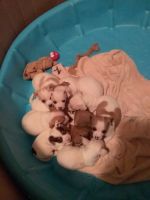 Chihuahua Puppies for sale in Aberdeen, Washington. price: $400