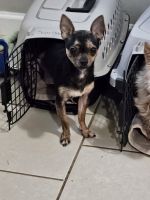 Chihuahua Puppies for sale in Seymour, Tennessee. price: $1,000