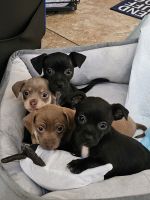 Chihuahua Puppies for sale in Corona, California. price: $250