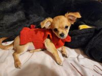 Chihuahua Puppies for sale in Bloomfield, NJ 07003, USA. price: $1,200
