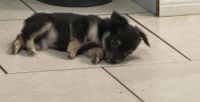 Chihuahua Puppies for sale in Orlando, Florida. price: NA