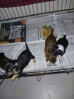 Chihuahua Puppies for sale in Albany, Georgia. price: $400,500