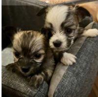 Chihuahua Puppies for sale in Waterbury, Connecticut. price: $400