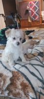 Chihuahua Puppies for sale in California City, California. price: $150