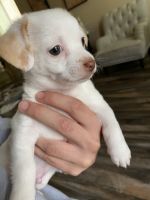 Chihuahua Puppies for sale in Maricopa, Arizona. price: $200