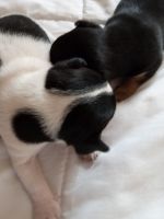Chihuahua Puppies for sale in Shallotte, North Carolina. price: $400