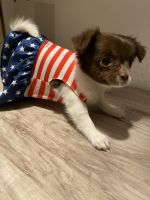 Chihuahua Puppies for sale in Granbury, TX, USA. price: $800