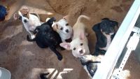 Chihuahua Puppies for sale in Phoenix, Arizona. price: NA