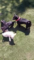 Chihuahua Puppies for sale in Phoenix, Arizona. price: NA