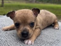Chihuahua Puppies for sale in Jacksonville, Florida. price: $1,250