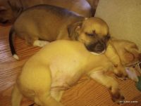 Chilean Fox Terrier Puppies Photos