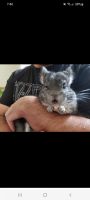 Chinchilla Rodents for sale in Dulles, VA 20166, USA. price: NA