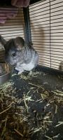 Chinchilla Rodents for sale in Ceres, CA 95307, USA. price: NA