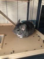 Chinchilla Rodents for sale in West Point, NY, USA. price: NA