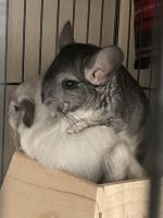 Chinchilla Rodents for sale in Riverview, FL, USA. price: NA