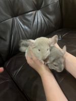 Chinchilla Rodents for sale in St Clair Shores, MI, USA. price: NA