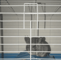Chinchilla Rodents for sale in Delaware, OH 43015, USA. price: NA