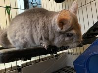 Chinchilla Rodents for sale in Overland Park, KS, USA. price: NA