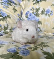 Chinchilla Rodents for sale in Lakeland, FL, USA. price: NA