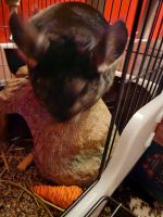 Chinchilla Rodents for sale in Gastonia, NC, USA. price: NA