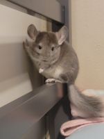Chinchilla Rodents for sale in Houston, TX, USA. price: NA