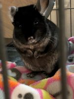 Chinchilla Rodents for sale in Grand Prairie, TX, USA. price: $300