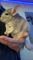 Chinchilla Rodents for sale in Fairfax, VA, USA. price: $100