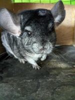 Chinchilla Rodents for sale in Clinton, UT 84015, USA. price: NA