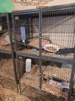 Chinchilla Rodents for sale in Howell Estates, GA 30296, USA. price: $1