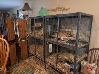 Chinchilla Rodents for sale in Howell Estates, GA 30296, USA. price: $500