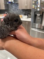 Chinchilla Rodents for sale in Duluth, GA 30096, USA. price: $100