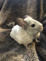 Chinchilla Rodents for sale in Forest Hill, LA 71430, USA. price: $200