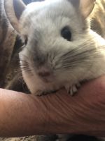 Chinchilla Rodents for sale in Forest Hill, LA 71430, USA. price: $200